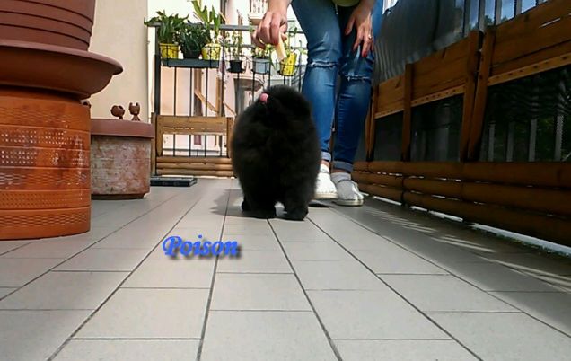 poison pomerania maschio