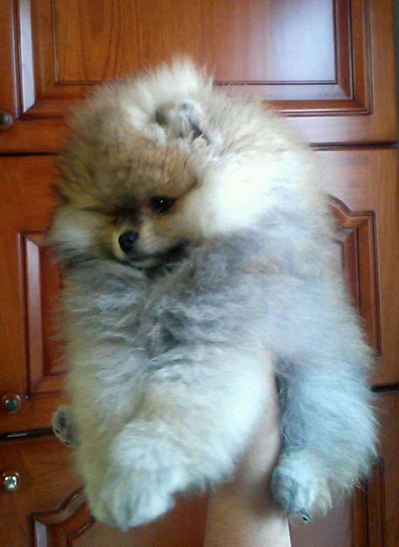 Pomerania femmina