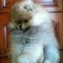 Pomerania femmina