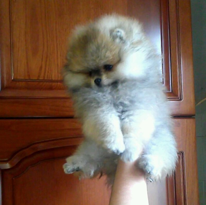 Pomerania femmina