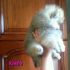 Pomerania femmina