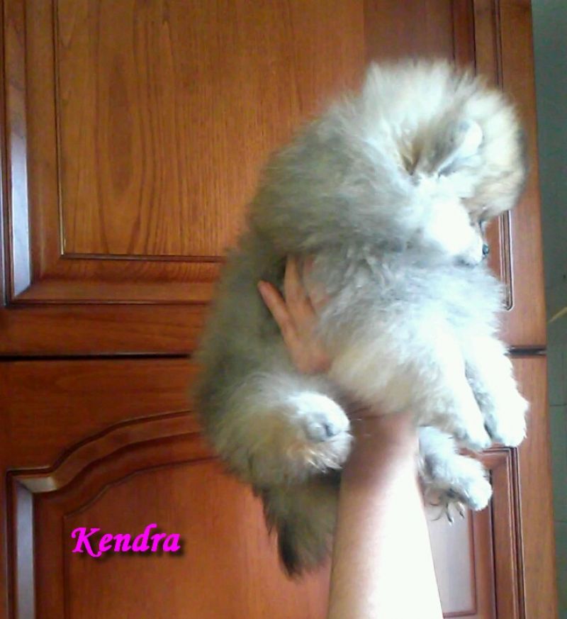Pomerania femmina