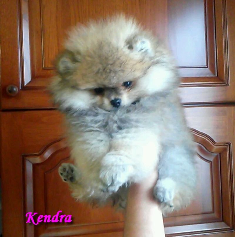 Pomerania femmina