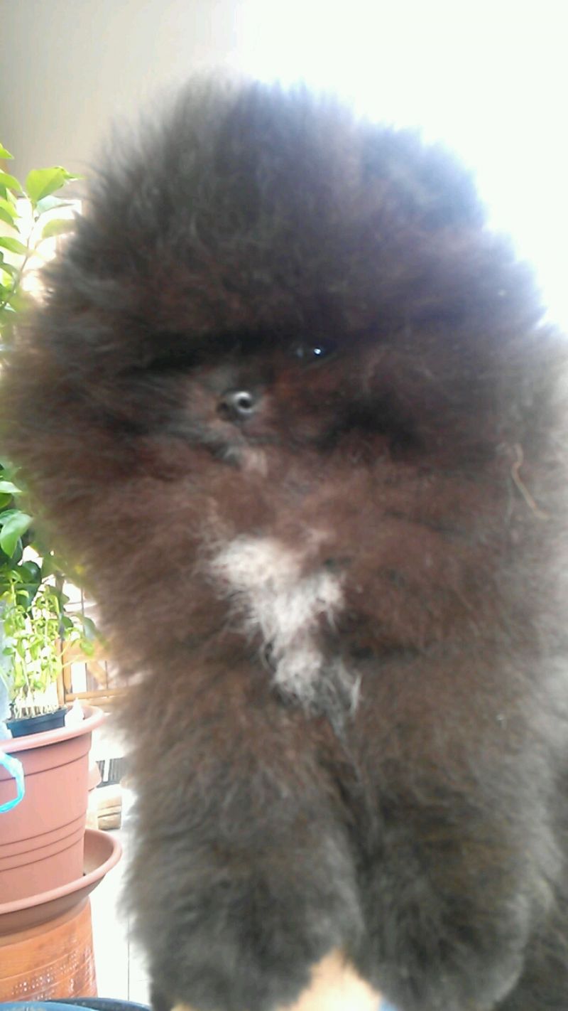 Pomerania maschio