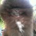 Pomerania maschio