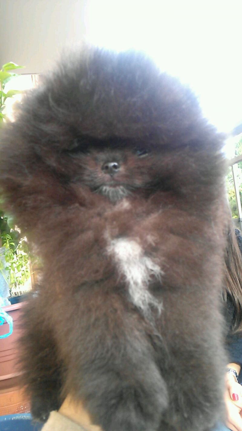 Pomerania maschio