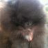 Pomerania maschio