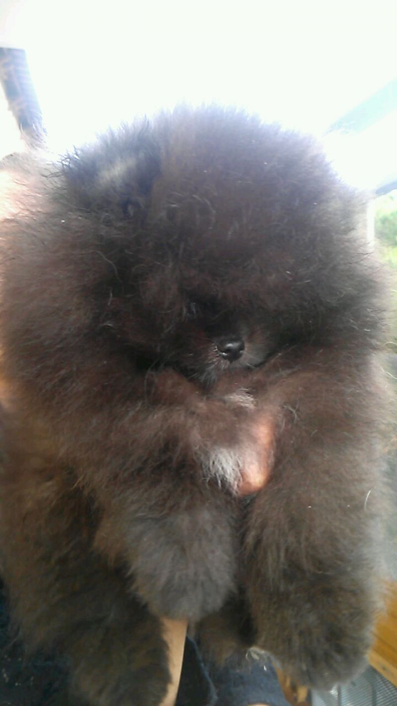 Pomerania maschio