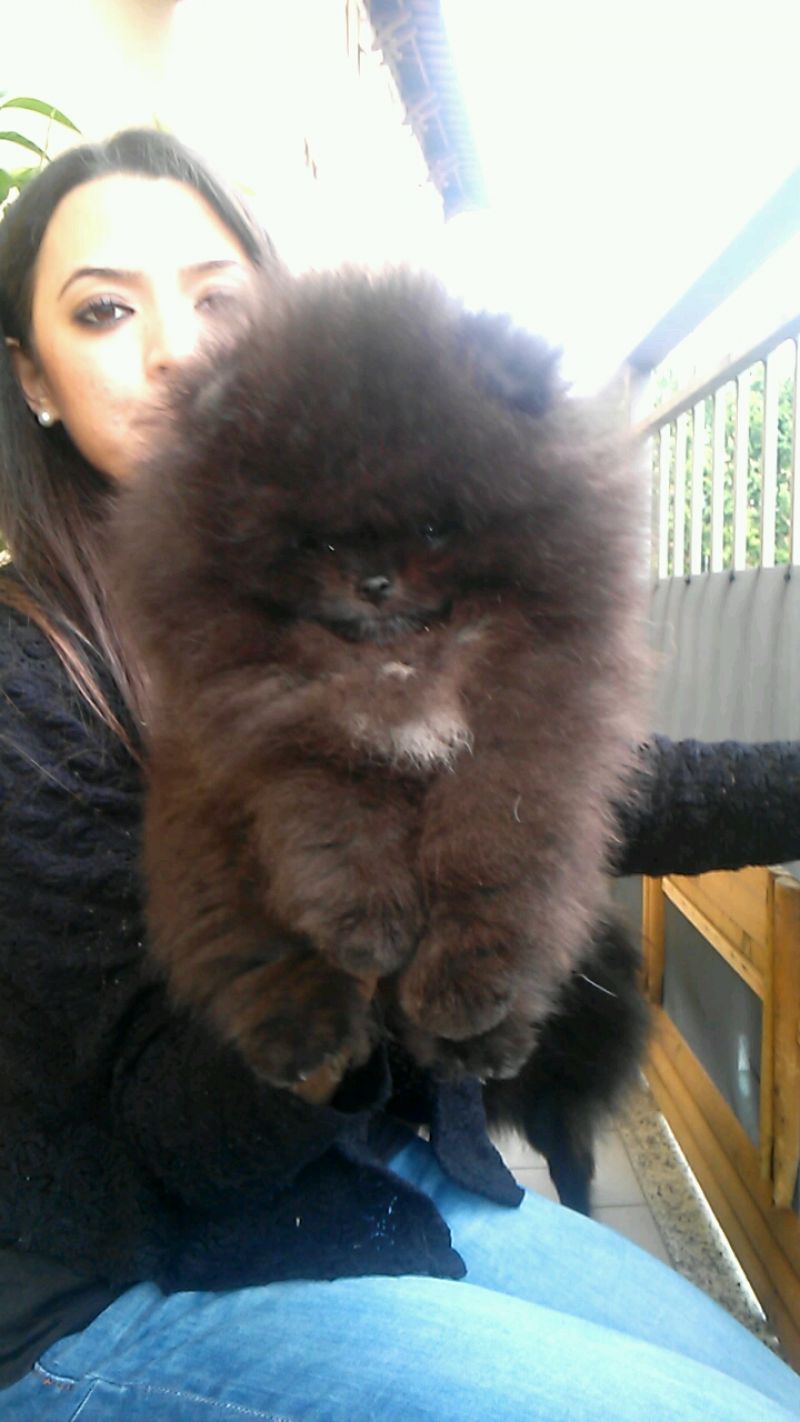 Pomerania maschio