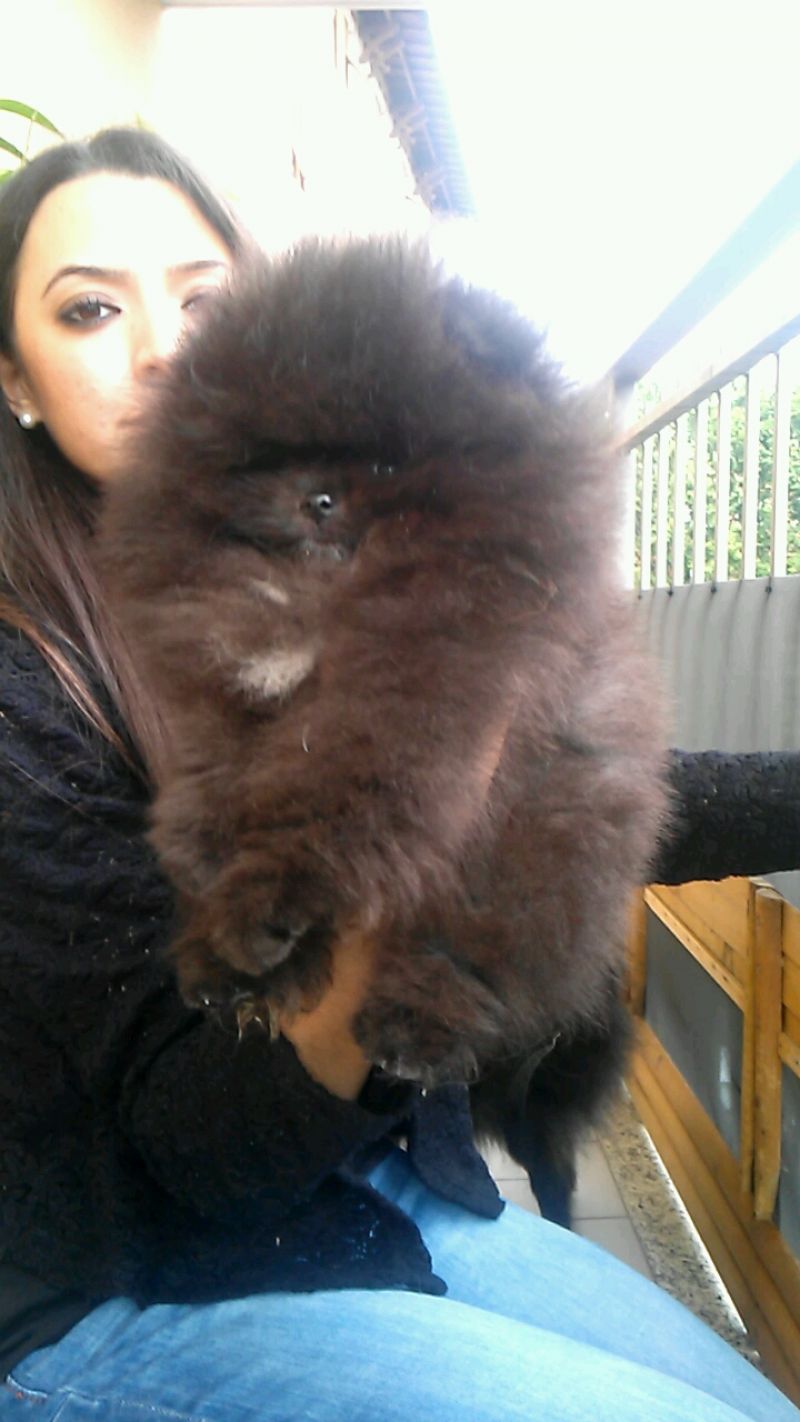 Pomerania maschio