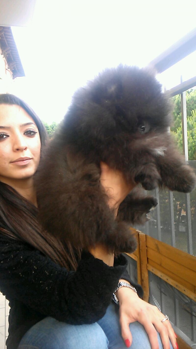Pomerania maschio