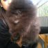 Pomerania maschio