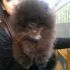 Pomerania maschio