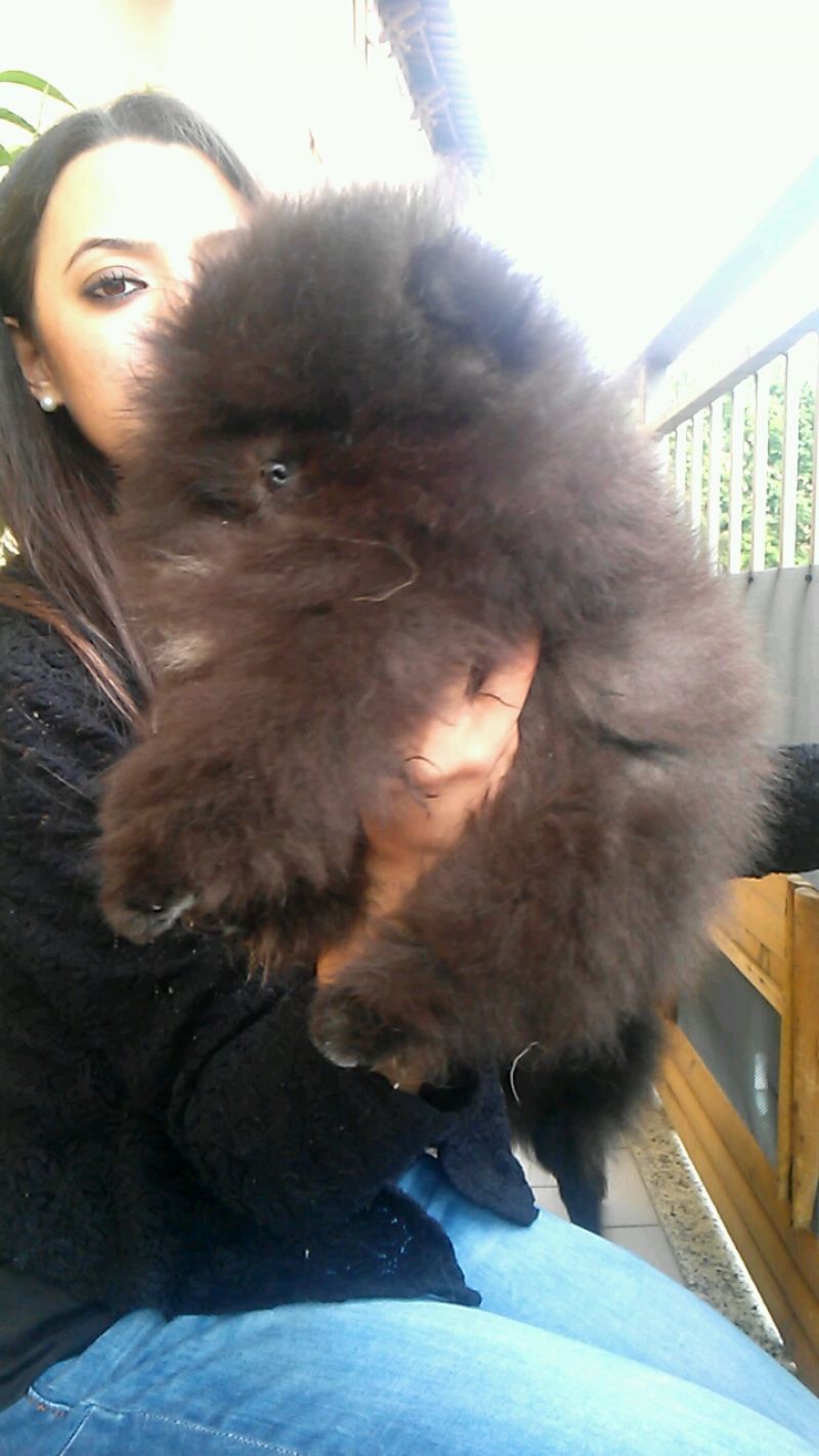 Pomerania maschio