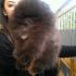 Pomerania maschio