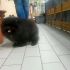 Pomerania maschio