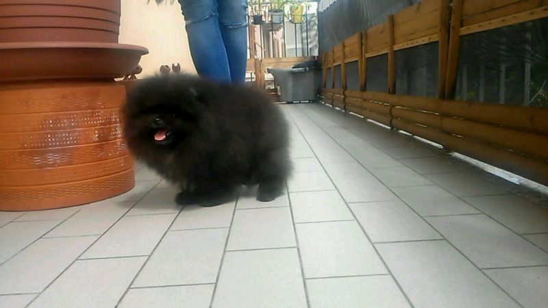 Pomerania maschio