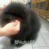 Pomerania maschio