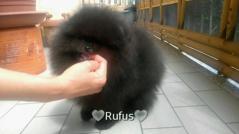 Pomerania maschio