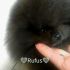Pomerania maschio