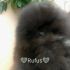 Pomerania maschio