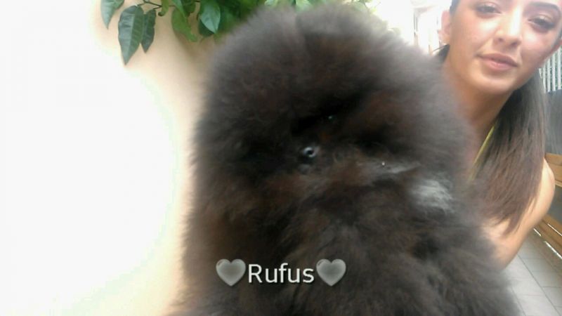 Pomerania maschio