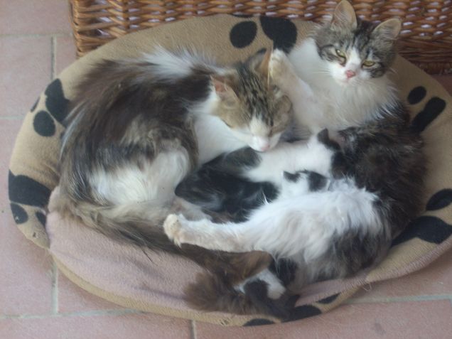 margot, satana e i gattini