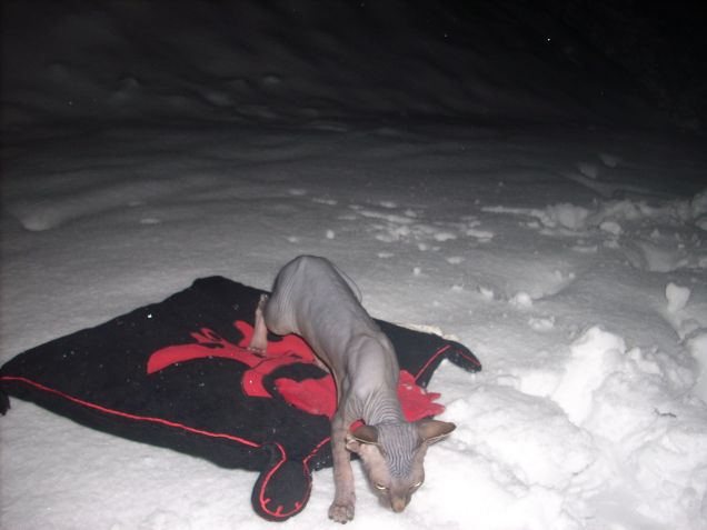 canaletto sulla neve