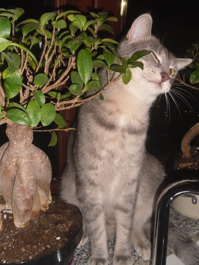 io e mio amico Bonsai