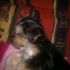 VENDO CUCCIOLI DI YORKSHIRE TERRIER