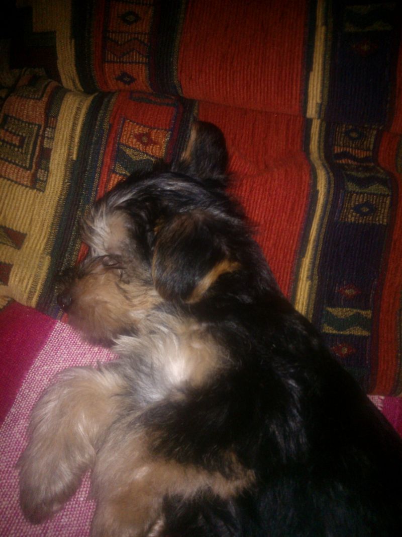 VENDO CUCCIOLI DI YORKSHIRE TERRIER