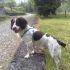 springher spaniel