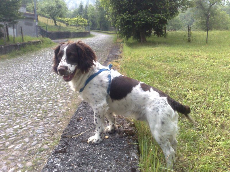 springher spaniel