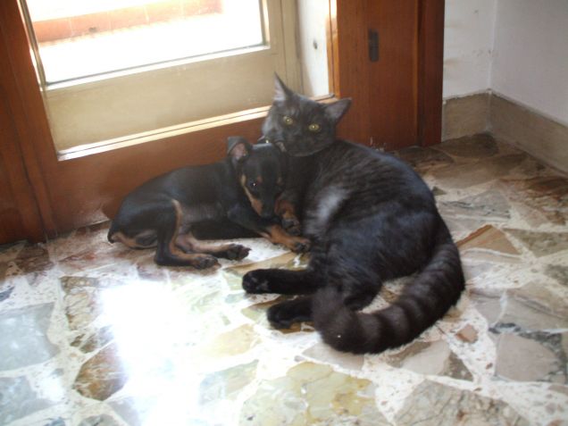 cane e gatto chi l'ha detto che non si può