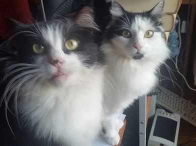 ROMEO E GIULIETTA