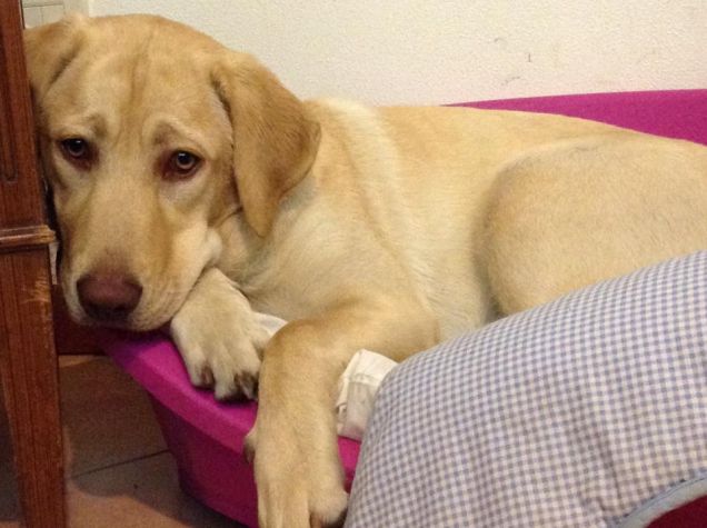 IL RIPOSO DEL GUERRIERO