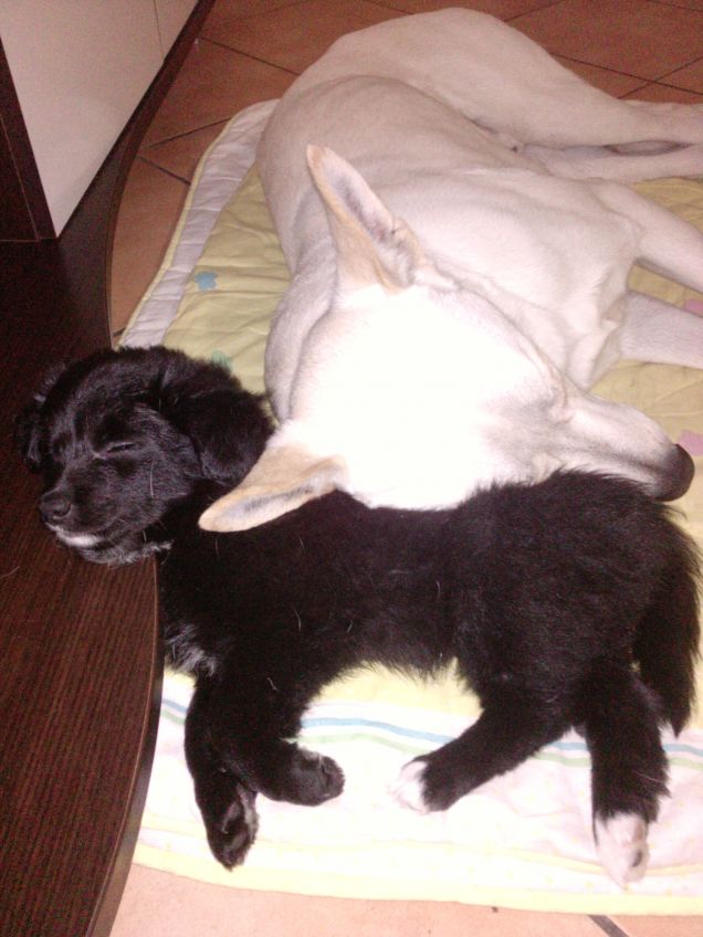 rocky e pagnottella per cuscino