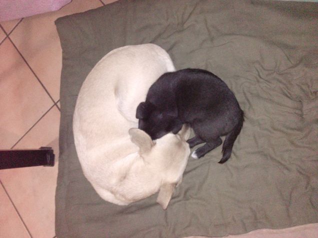 yin e yang