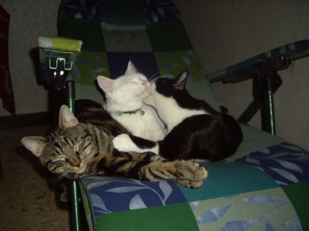 TUTTI INSIEME APASSIONATAMENTE