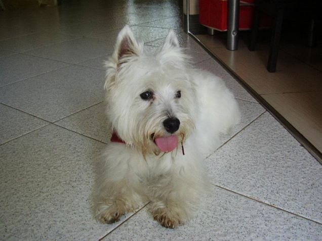 il biscotto...datemi un biscotto!!