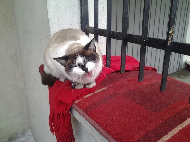 grigia saluta con amore tutti voi