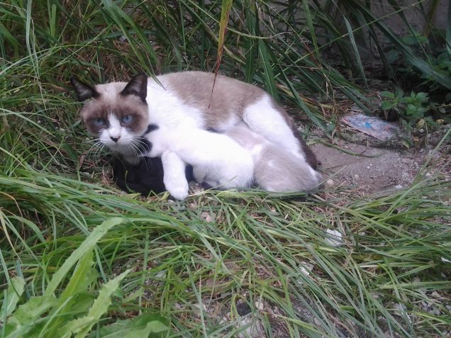 mamma gatta e la seconda cucciolata