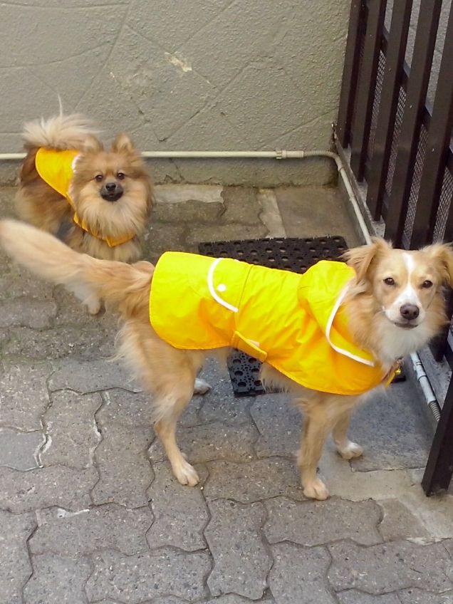 Diana e Laika pronte per nuove avventure!