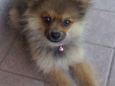 Laika