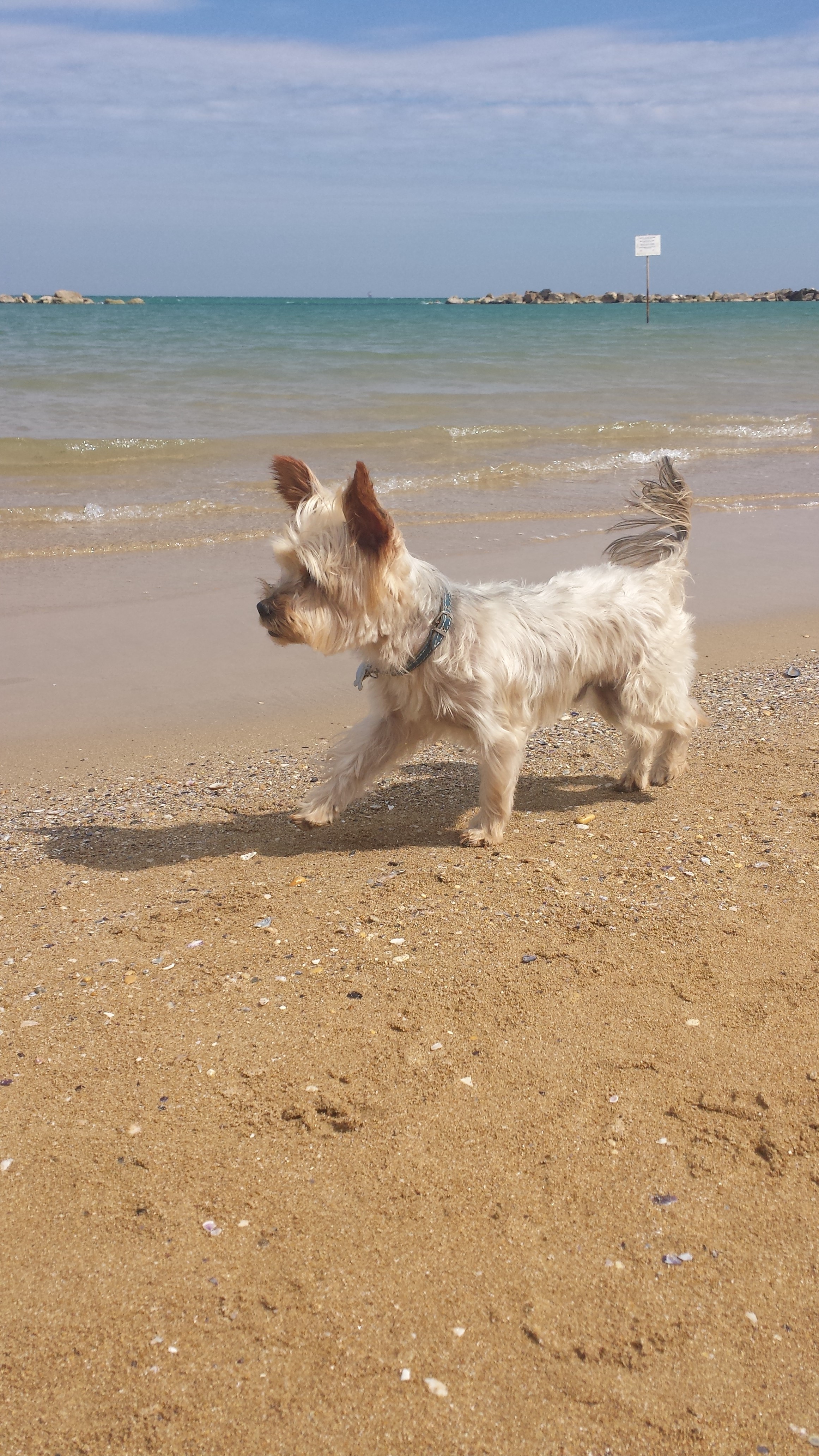 Una Domenica Al Mare Petpassion