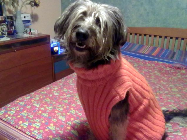 Greta e il suo gilet