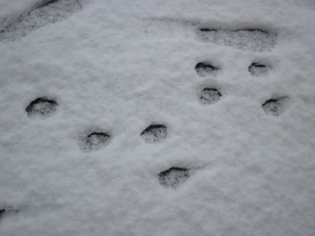Impronte tra la neve...