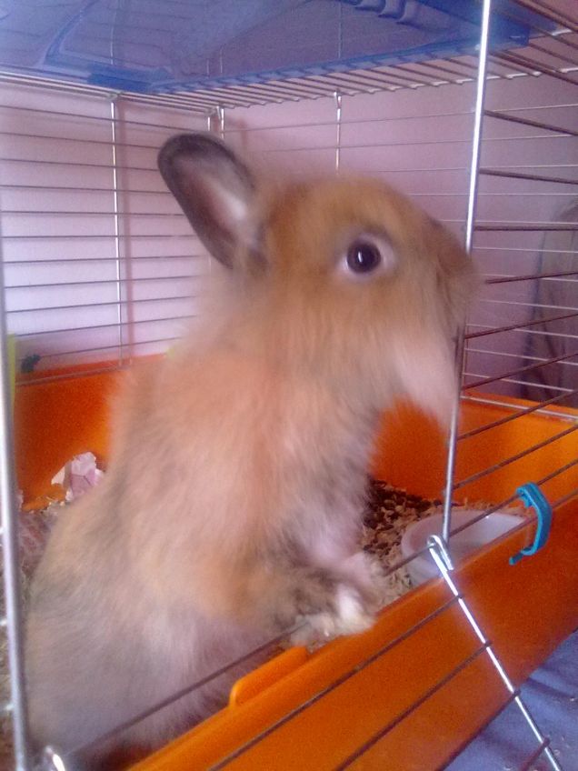 Macchia ha 3 mesi (05.2013)