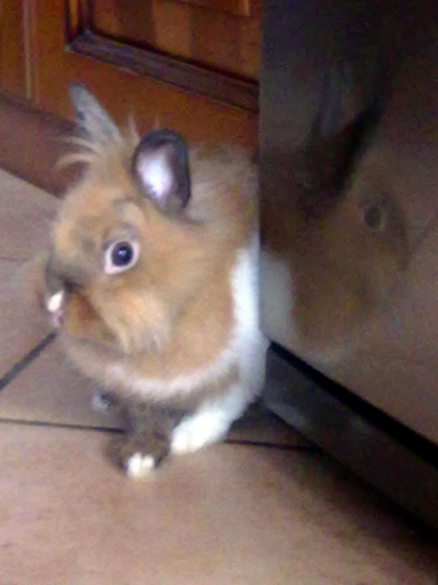 Macchia  in cucina 07/08/13