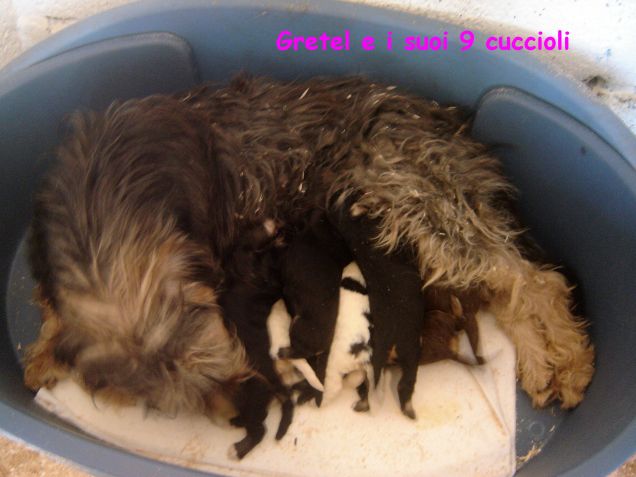 Gretel e i suoi 9 cuccioli!